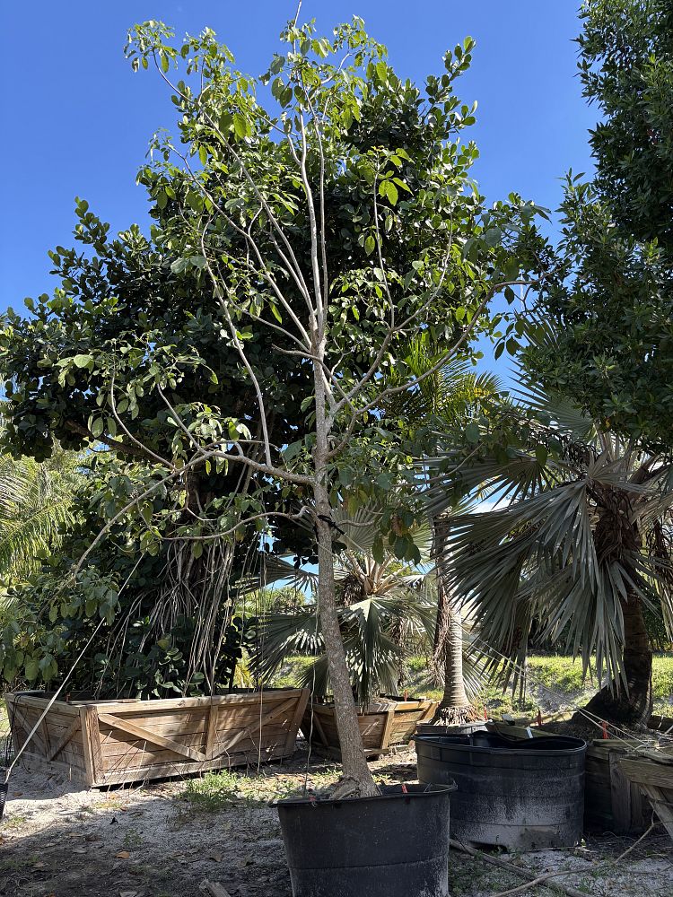 tabebuia-rosea-tabebuia-pentaphylla-salvador-pink-trumpet