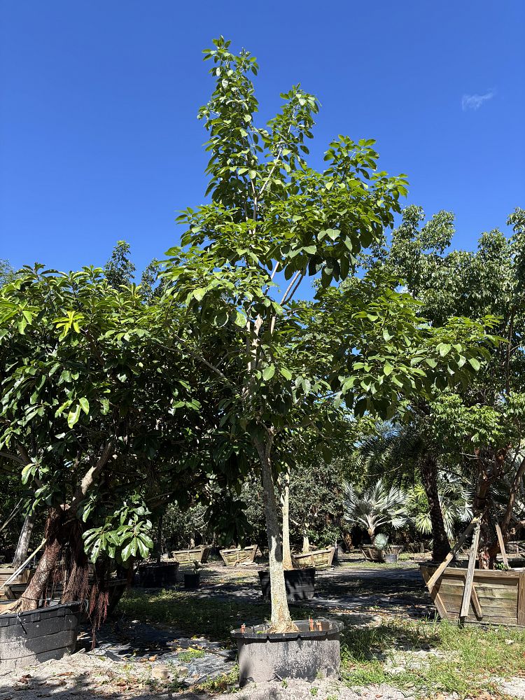 tabebuia-rosea-tabebuia-pentaphylla-salvador-pink-trumpet