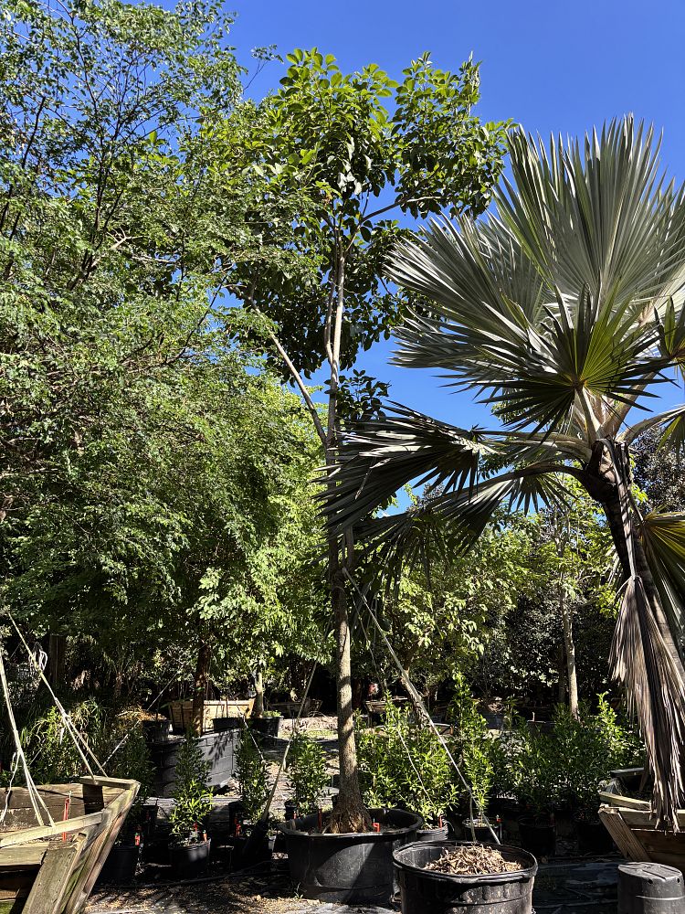 tabebuia-rosea-tabebuia-pentaphylla-salvador-pink-trumpet