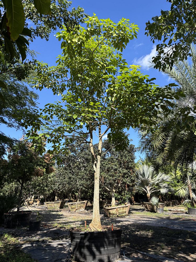 tabebuia-rosea-tabebuia-pentaphylla-salvador-pink-trumpet