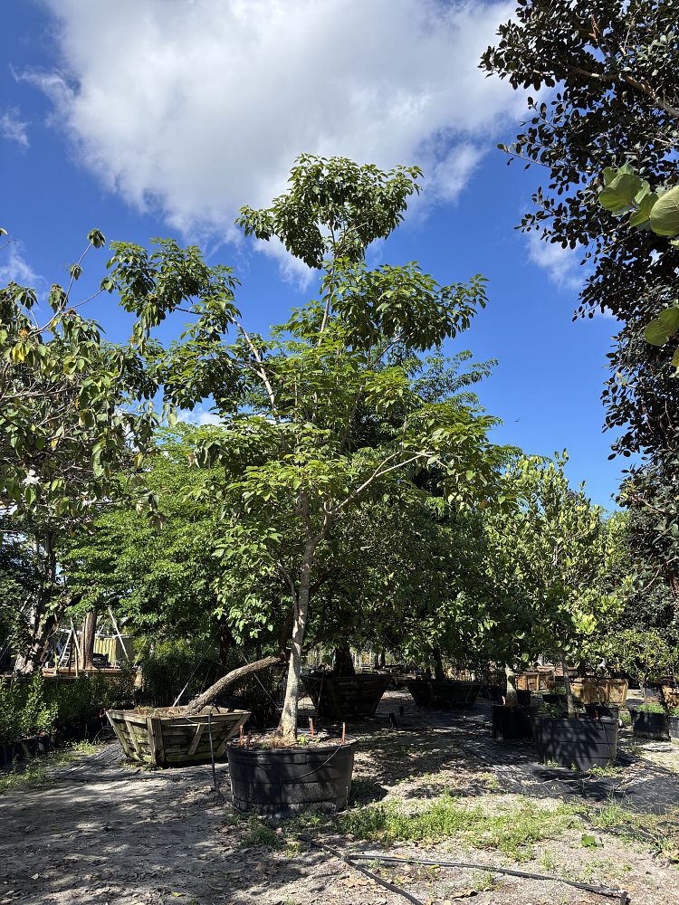 tabebuia-rosea-tabebuia-pentaphylla-salvador-pink-trumpet