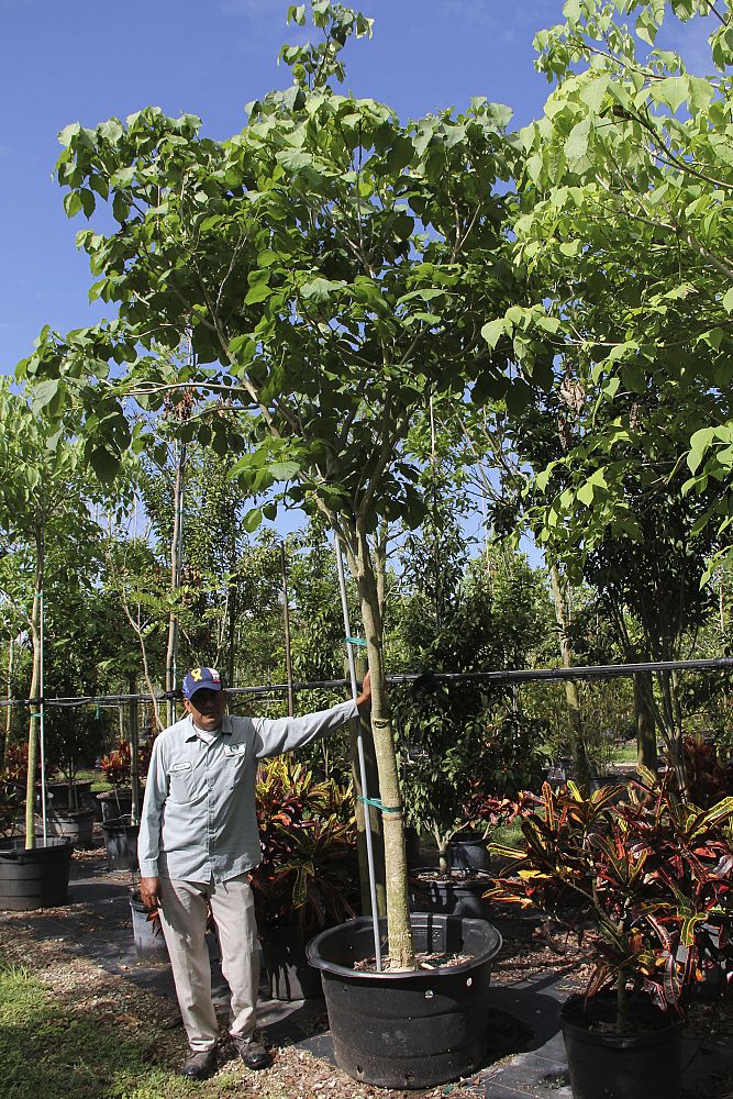 tabebuia-roseo-alba-white-ipe-white-trumpet-tree