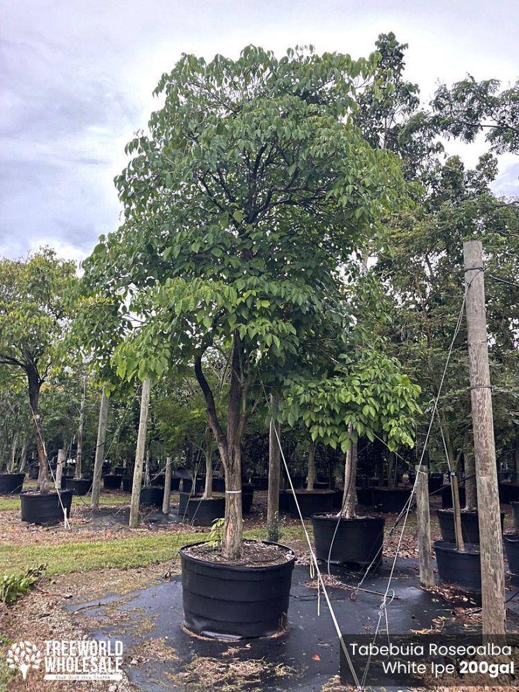 tabebuia-roseo-alba-white-ipe-white-trumpet-tree