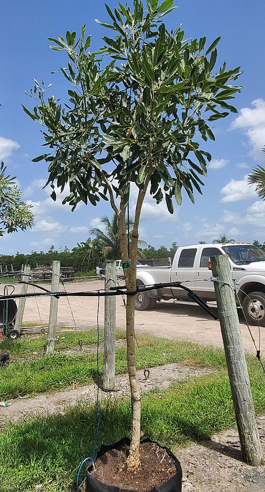 tabebuia-trumpet-tree