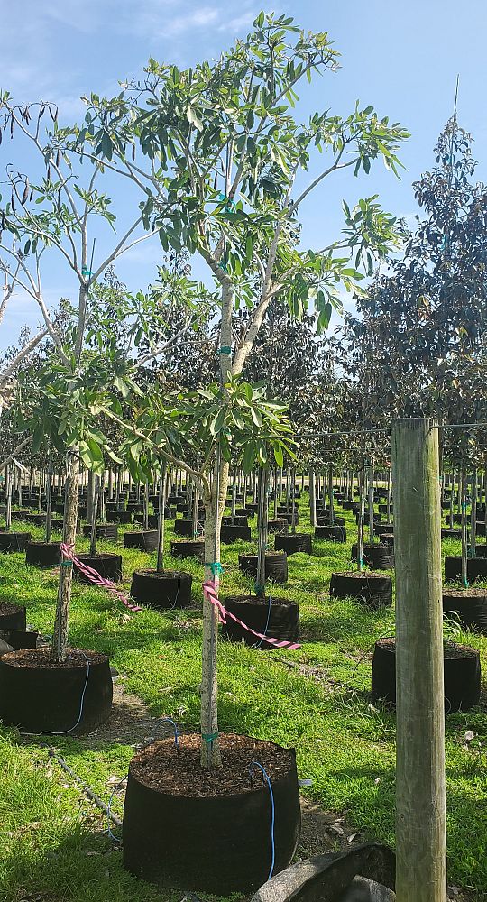 tabebuia-trumpet-tree