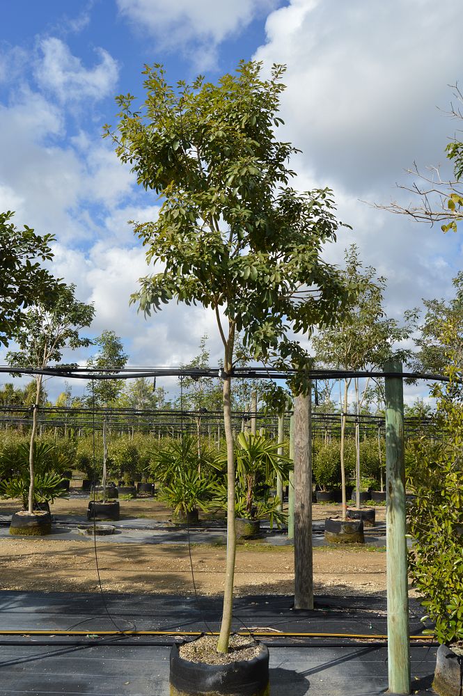 tabebuia-trumpet-tree
