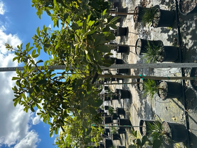 tabebuia-trumpet-tree