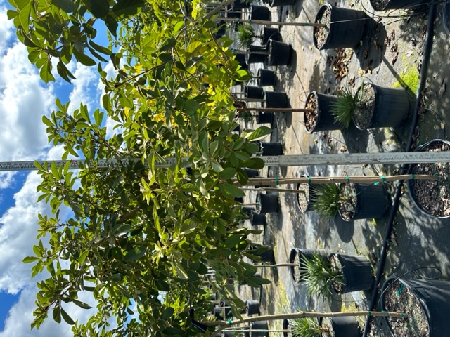 tabebuia-trumpet-tree