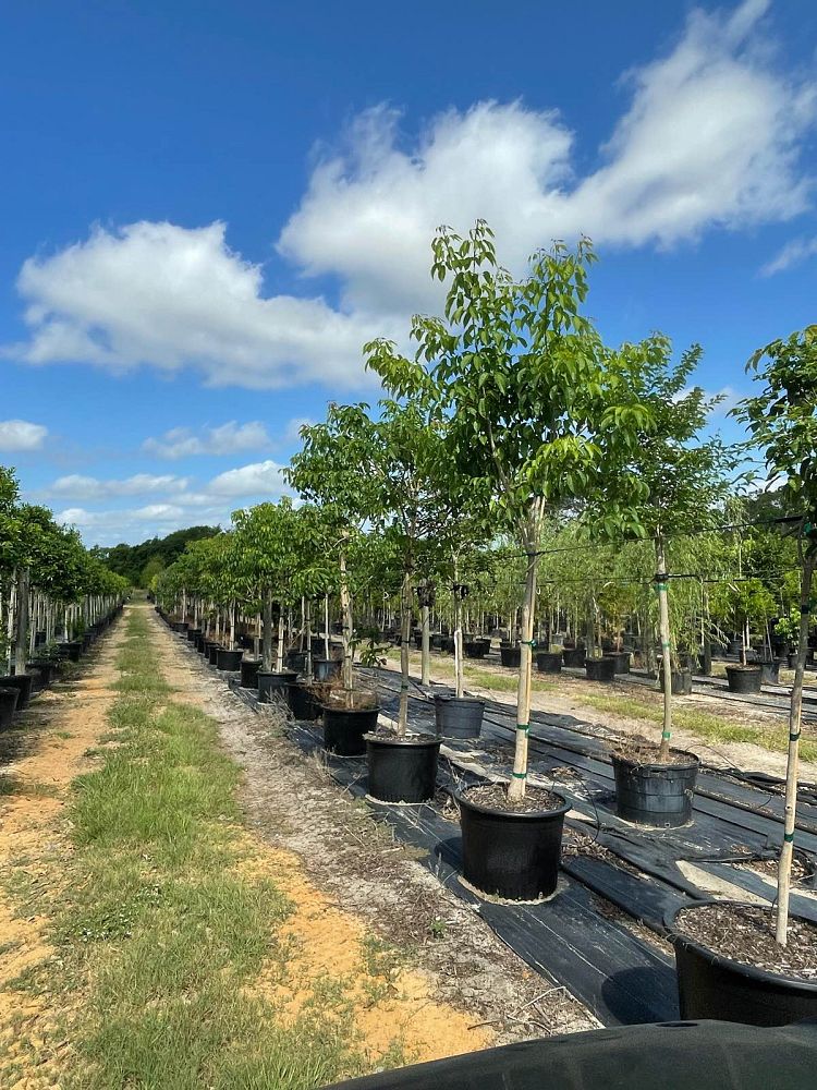 tabebuia-trumpet-tree