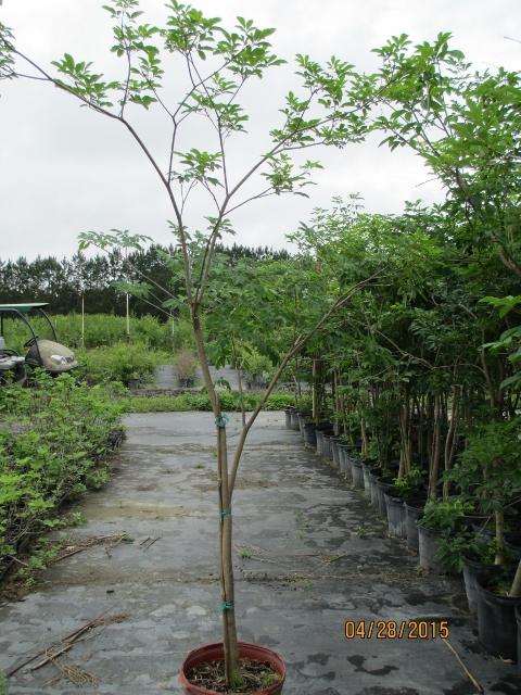tabebuia-umbellata-yellow-trumpet-tree