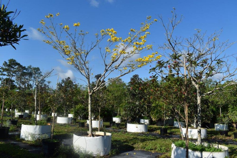 tabebuia-umbellata-yellow-trumpet-tree