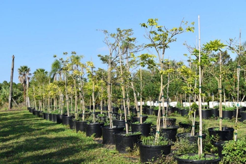 tabebuia-umbellata-yellow-trumpet-tree
