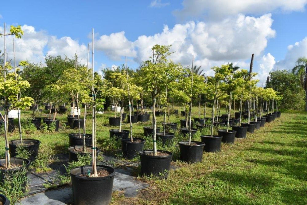 tabebuia-umbellata-yellow-trumpet-tree