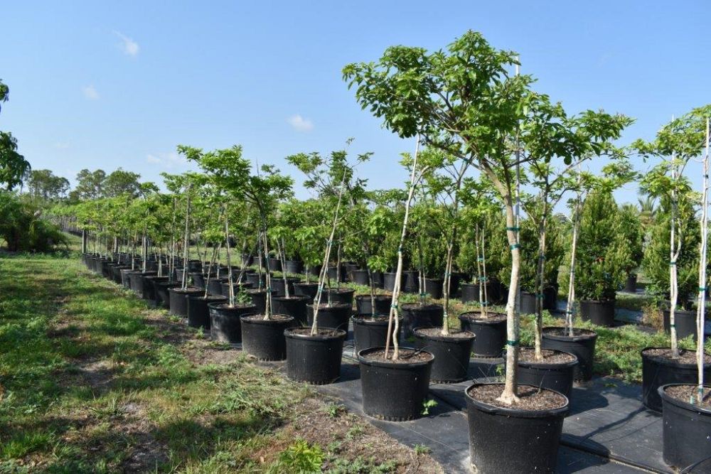 tabebuia-umbellata-yellow-trumpet-tree