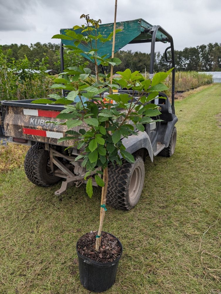 tabebuia-umbellata-yellow-trumpet-tree