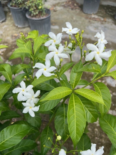 tabernaemontana-arborea-rose-ex-j-d-sm-jasmine
