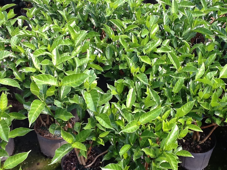 tabernaemontana-divaricata-crape-jasmine-florida-gardenia-tabernaemontana-coronaria