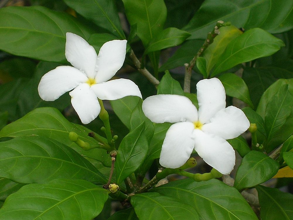 tabernaemontana-divaricata-crape-jasmine-florida-gardenia-tabernaemontana-coronaria