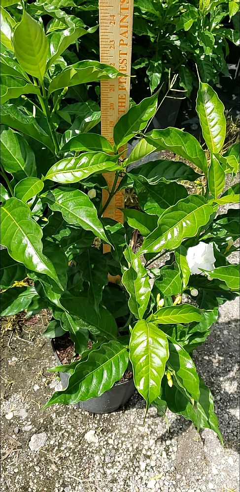 tabernaemontana-divaricata-crape-jasmine-florida-gardenia-tabernaemontana-coronaria