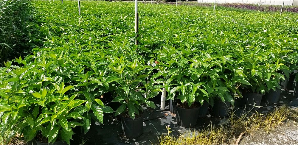 tabernaemontana-divaricata-crape-jasmine-florida-gardenia-tabernaemontana-coronaria