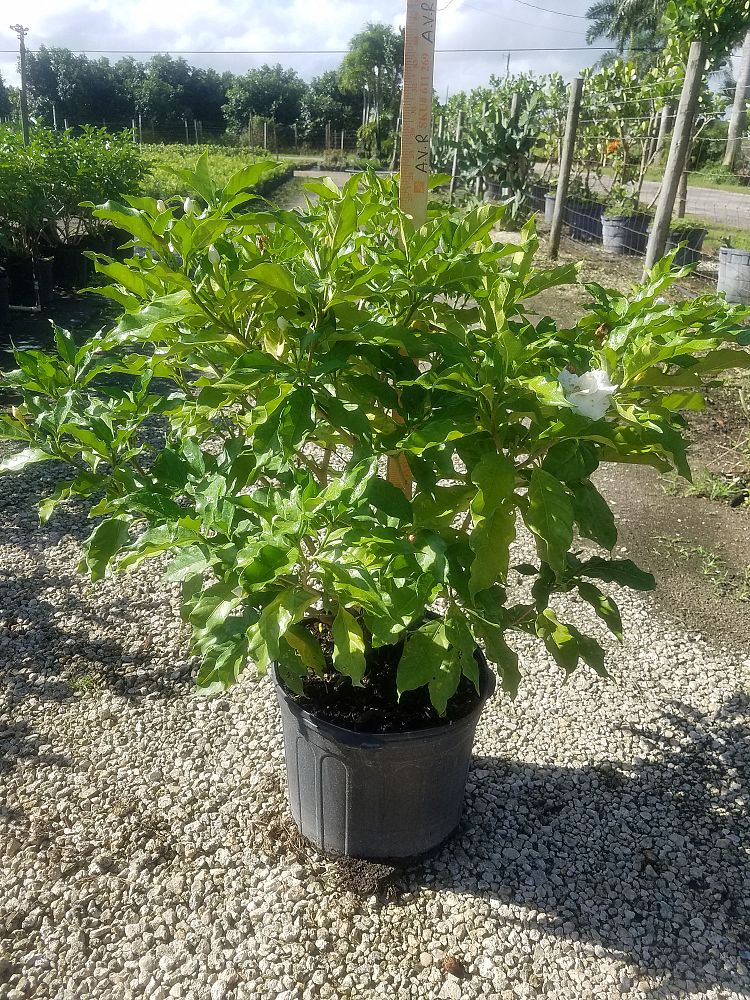 tabernaemontana-divaricata-crape-jasmine-florida-gardenia-tabernaemontana-coronaria