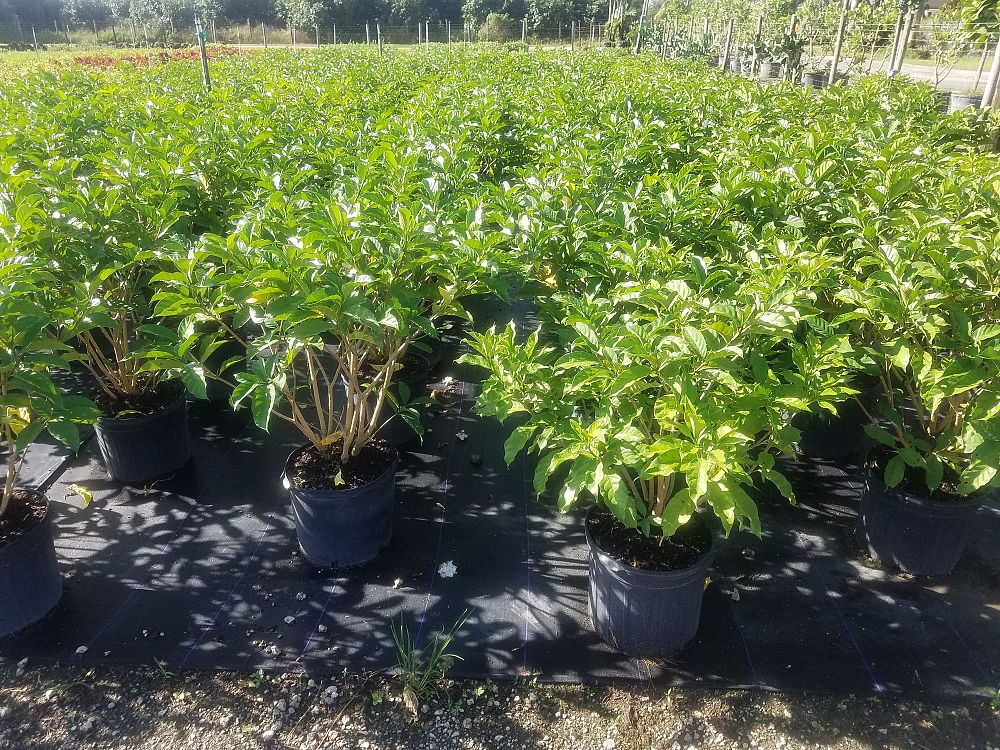 tabernaemontana-divaricata-crape-jasmine-florida-gardenia-tabernaemontana-coronaria