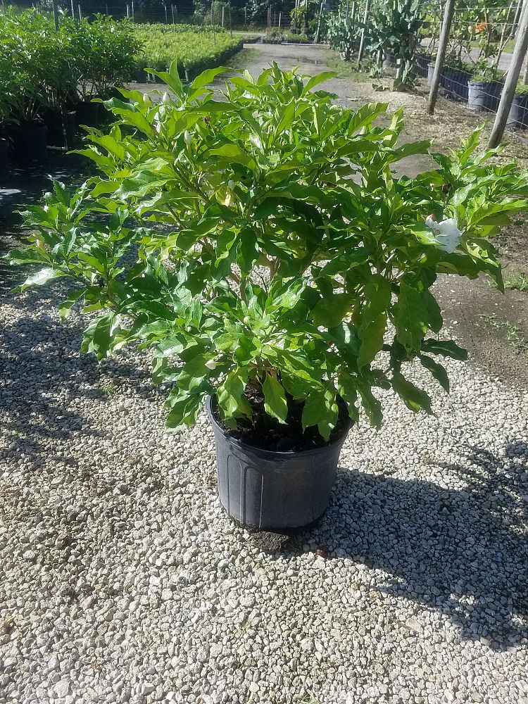 tabernaemontana-divaricata-crape-jasmine-florida-gardenia-tabernaemontana-coronaria