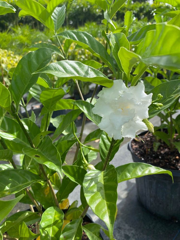 tabernaemontana-divaricata-crape-jasmine-florida-gardenia-tabernaemontana-coronaria
