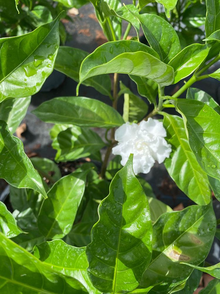 tabernaemontana-divaricata-crape-jasmine-florida-gardenia-tabernaemontana-coronaria