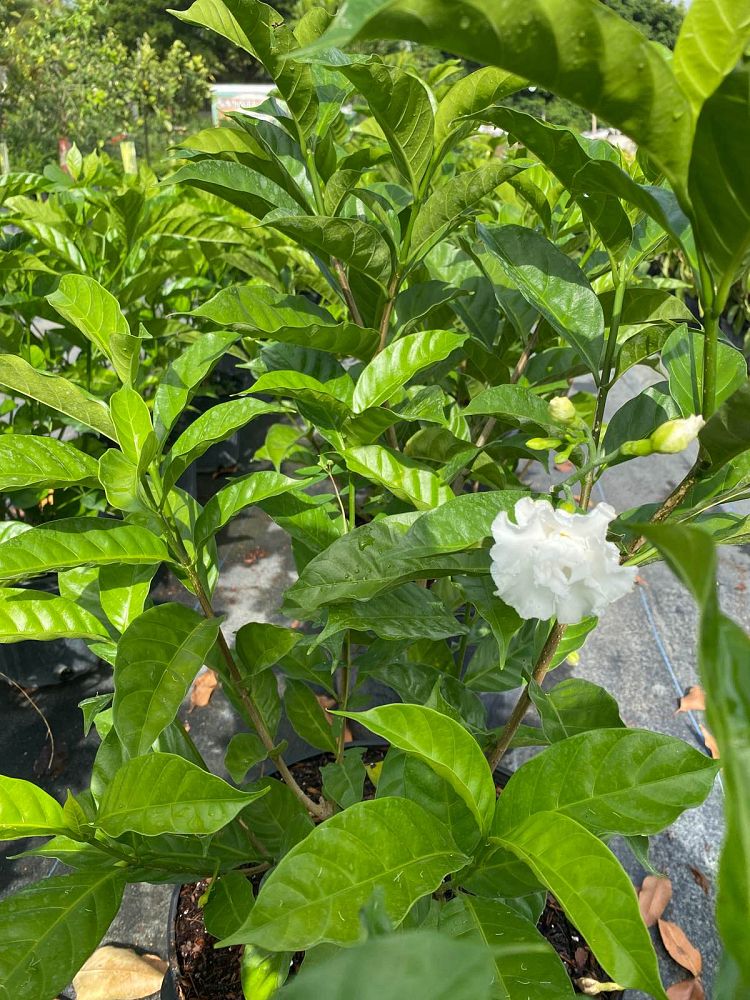tabernaemontana-divaricata-crape-jasmine-florida-gardenia-tabernaemontana-coronaria