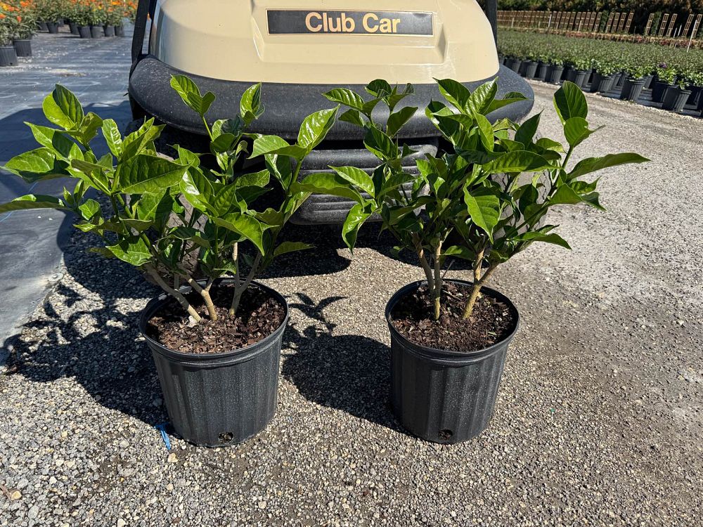 tabernaemontana-divaricata-crape-jasmine-florida-gardenia-tabernaemontana-coronaria