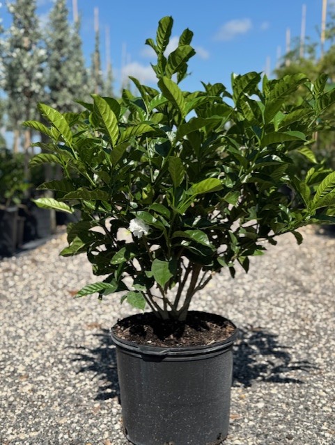 tabernaemontana-divaricata-crape-jasmine-florida-gardenia-tabernaemontana-coronaria
