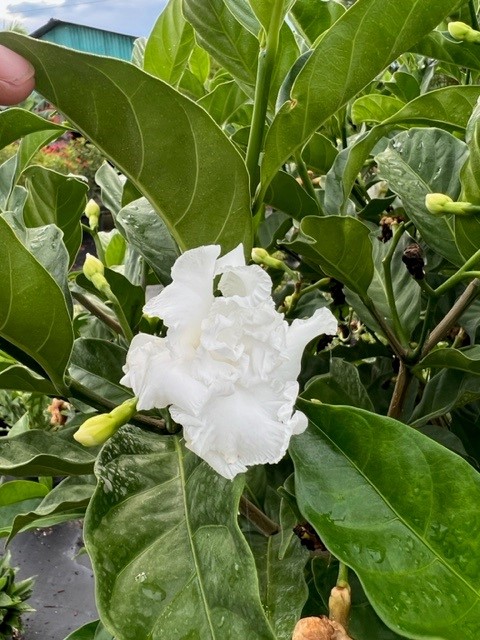 tabernaemontana-divaricata-crape-jasmine-florida-gardenia-tabernaemontana-coronaria