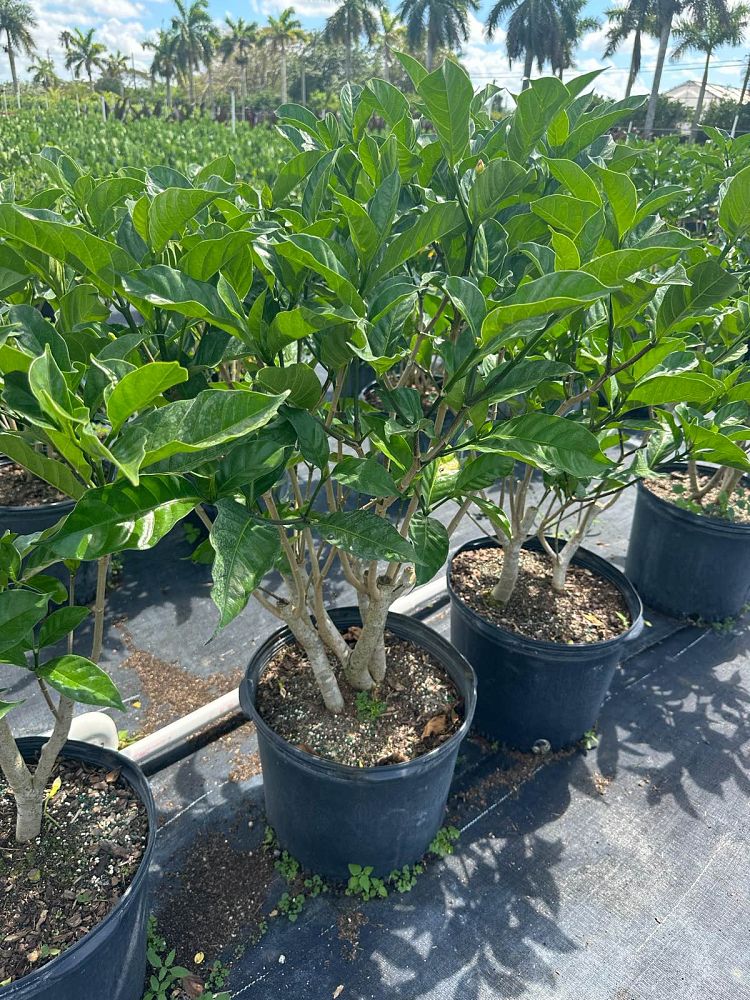 tabernaemontana-divaricata-crape-jasmine-florida-gardenia-tabernaemontana-coronaria