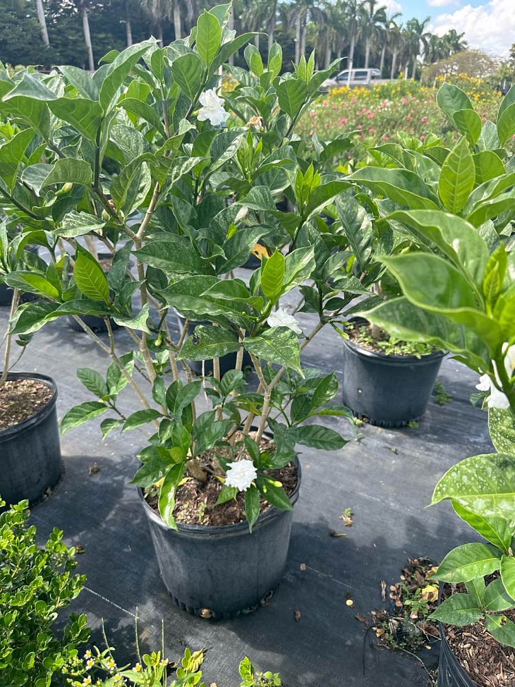 tabernaemontana-divaricata-crape-jasmine-florida-gardenia-tabernaemontana-coronaria