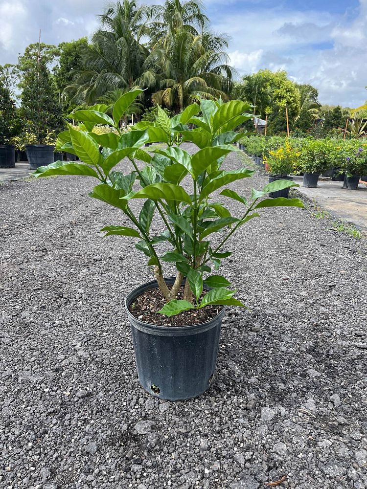 tabernaemontana-divaricata-crape-jasmine-florida-gardenia-tabernaemontana-coronaria