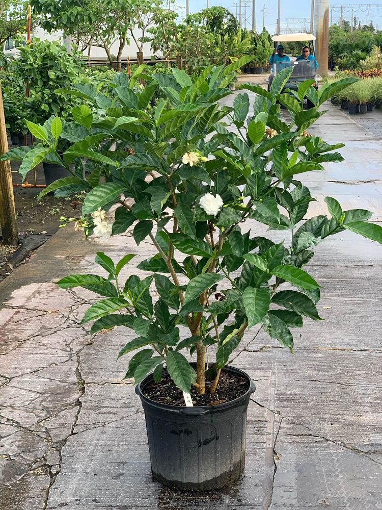 tabernaemontana-divaricata-flore-pleno-crape-jasmine-florida-gardenia-tabernaemontana-coronaria