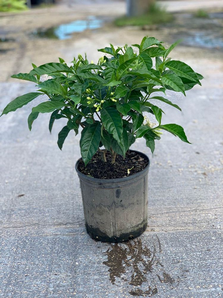 tabernaemontana-divaricata-flore-pleno-crape-jasmine-florida-gardenia-tabernaemontana-coronaria