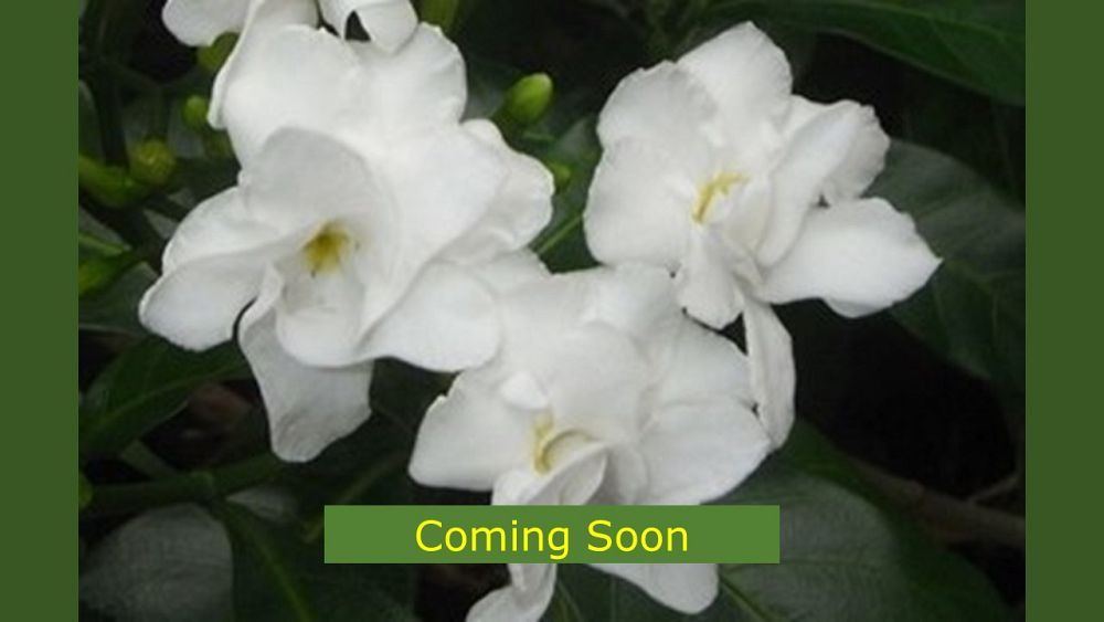 tabernaemontana-divaricata-flore-pleno-crape-jasmine-florida-gardenia-tabernaemontana-coronaria