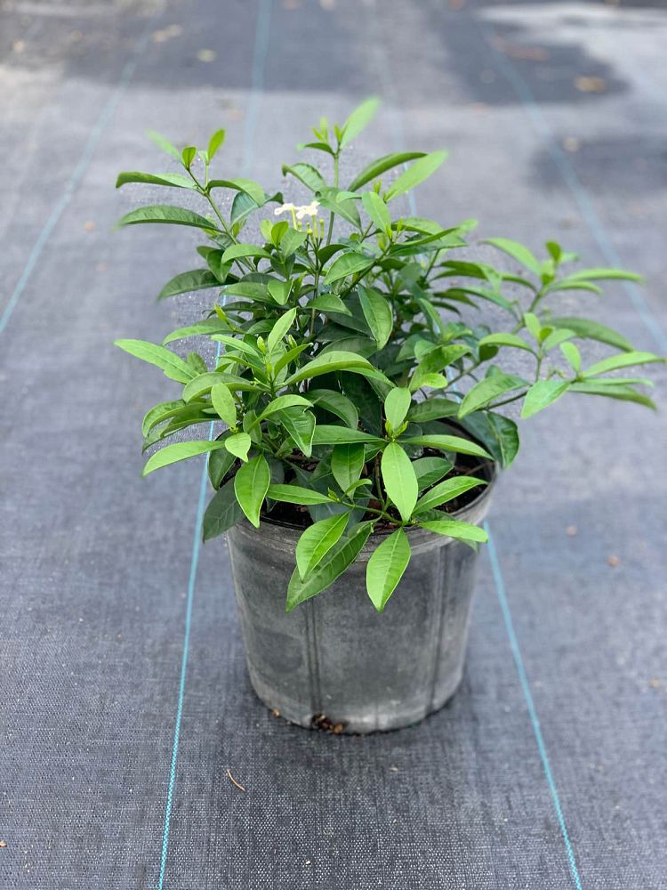 tabernaemontana-divaricata-netty-crape-jasmine-florida-gardenia-tabernaemontana-coronaria