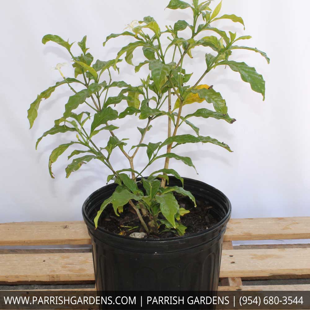 tabernaemontana-divaricata-pinwheel-jasmine-pinwheel-jasmine