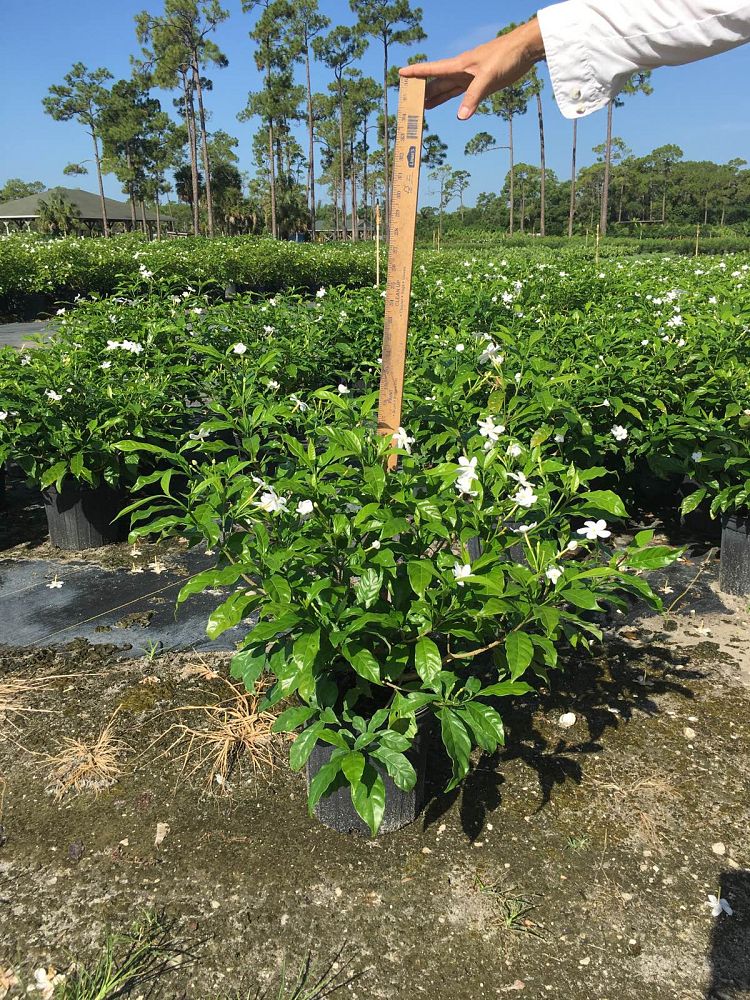 tabernaemontana-divaricata-pinwheel-jasmine-pinwheel-jasmine