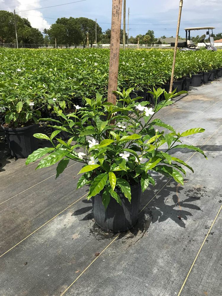 tabernaemontana-divaricata-pinwheel-jasmine-pinwheel-jasmine