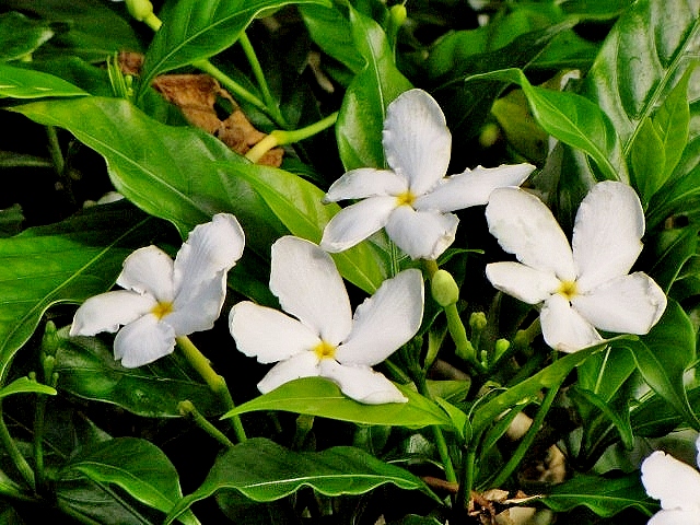 tabernaemontana-divaricata-pinwheel-jasmine-pinwheel-jasmine