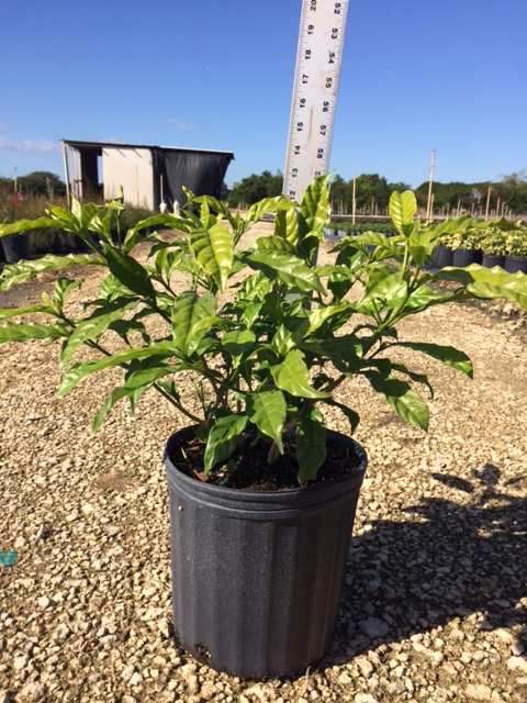 tabernaemontana-divaricata-pinwheel-jasmine-pinwheel-jasmine
