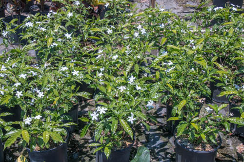 tabernaemontana-divaricata-pinwheel-jasmine-pinwheel-jasmine