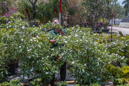 tabernaemontana-divaricata-pinwheel-jasmine-pinwheel-jasmine