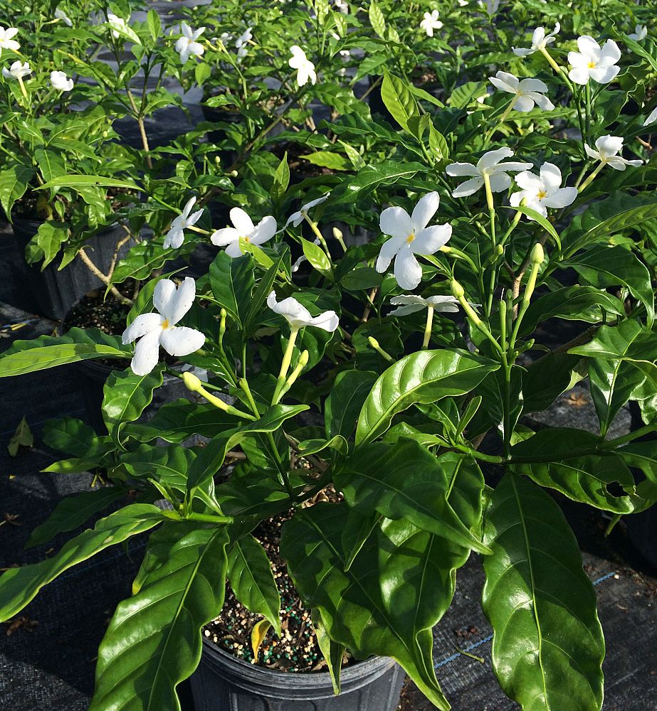 tabernaemontana-divaricata-pinwheel-jasmine-pinwheel-jasmine
