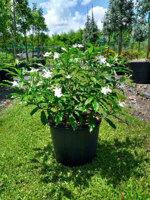 tabernaemontana-divaricata-pinwheel-jasmine-pinwheel-jasmine