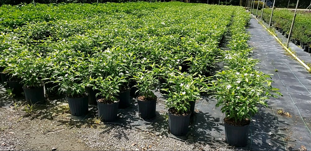 tabernaemontana-divaricata-pinwheel-jasmine-pinwheel-jasmine